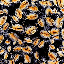 Water fleas {Daphnia magna}. Captive, UK.