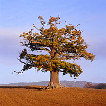 English / Pedunculate oak {Quercus robur} in autumn, UK.