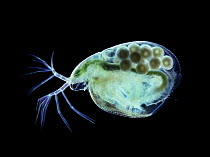 RF- Water flea (Daphnia sp.) with winter eggs. UK. (This image may be licensed either as rights managed or royalty free.)