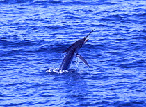 Striped marlin {Tetrapturus audax} breaching, Indian Ocean. Digitally enhanced