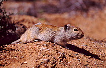 Whistling Rat {Parotomys brantsii} emerging from burrow. South Africa