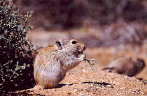 Whistling rat (Parotomys brantsii) feeding outside of burrow. South Africa