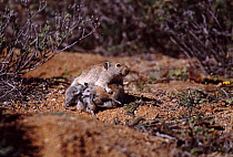 Whistling rat (Parotomys brantsii) female suckling babies outside burrow. South Africa
