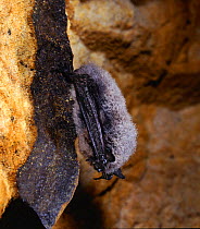 Whiskered bat {Myotis mystacinus} hibernating in a cave, UK.