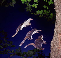 Southern flying squirrel {Glaucomys volans} landing. Multiple exposure. Captive. UK.