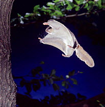 Southern flying squirrel {Glaucomys volans} landing on tree trunk. Captive.