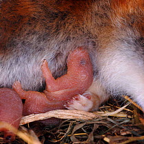 Golden hampster {Mesocricetus auratus} 3 day old infant suckling. Captive. UK.
