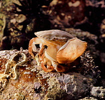 Edible crab {Cancer pagurus} sloughing. Captive, UK.