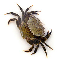 Common shore crab {Carcinus maenas} sloughing. Captive, UK.