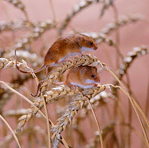 Harvest mice {Micromys minutus} on wheat. Captive, UK.