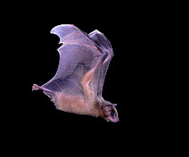 Egyptian rousette fruit bat (Rousettus aegyptiacus) in flight, captive