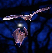 Two Egyptian rousette fruit bats (Rousettus aegyptiacus) in flight, Digital composite