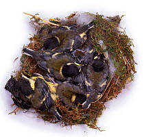 Great tit {Parus major} nest 11 day old chicks. Captive, UK.