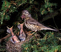 Mistle thrush {Turdus viscivorus} adult feeding chicks in nest. UK.