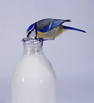 Blue tit {Parus caeruleus} drinking cream from milk bottle top. UK.