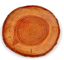 Growth rings of a Douglas fir tree {Pseudotsuga menziesii}, UK.