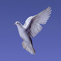 White Rock dove / Feral pigeon {Columba livia} in flight, UK.