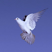 White Rock dove / Feral pigeon {Columba livia} in flight, UK.
