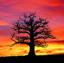 Silhouette of English oak tree {Quercus robur} at sunset, UK.