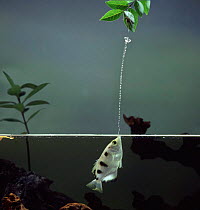 Archerfish {Toxotes chatareus} jetting water to catch spider prey. Captive. These fish would win the archery medal in an animal olympics competition!