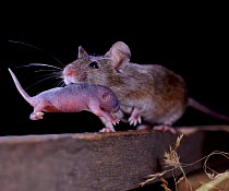 House mouse {Mus musculus} mother carrying new-born infant. Captive, UK.