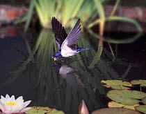 Barn swallow {Hirundo rustica} drinking on the wing. Digitally enhanced.