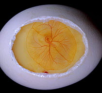 Domestic hen's egg {Gallus gallus domesticus} , showing embyro after 72 hours, UK.