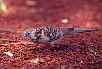 Gould's zebra / Peaceful dove {Geopelia placida} feeding, Australia.