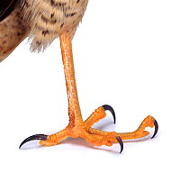 Sparrowhawk {Accipiter nisus} foot and talon. Captive, UK.