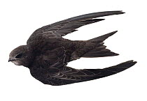 Common / Eurasian swift {Apus apus} in flight. Captive.