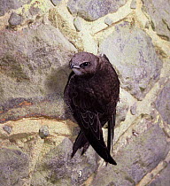 Common / Eurasian swift {Apus apus} clinging to wall surface. Captive.