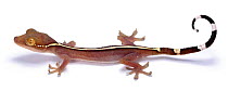 White striped gecko {Gekko vittatus} raising toe tips in readiness to run. Captive.