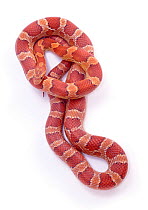 Corn snake {Elaphe guttata}. Red colour variant. Captive.