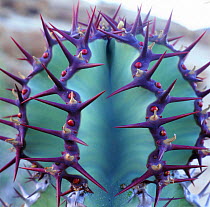 {Euphorbia sp.) spines. Namibia.
