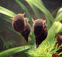 Two Great pond snails {Lymnaea stagnalis}. UK.
