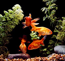 Four Fantail goldfish {Carassius auratus}. UK.