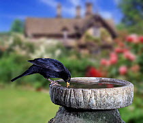 Digital composite Blackbird {Turdus merula} drinking at bird bath Captive. UK.