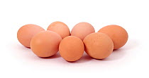 Bantam eggs. UK.