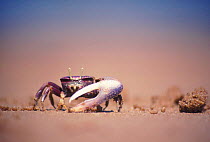 Fiddler crab {Uca tangeri} male feeding. Sierra Leone, Africa.