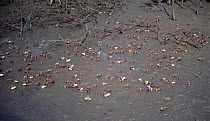 Fiddler crabs {Uca tangeri} feeding in mud at low tide. Africa.