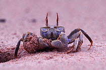 Sand / Ghost crab {Ocypode sp.} excavating burrow, Africa.