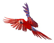 Green winged macaw {Ara chloroptera} in flight, Captive.