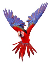RF- Green winged macaw (Ara chloroptera) in flight, captive. (This image may be licensed either as rights managed or royalty free.)