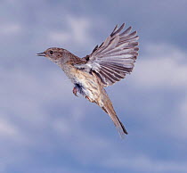 Dunnock / Hedge sparrow {Prunella modularis} in flight, Captive. UK.