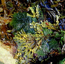 Bladder wrack {Fucus vesiculosus} exposed at low tide. UK.