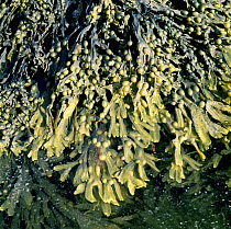 Bladder wrack {Fucus vesiculosus} exposed at low tide. UK.