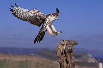 Saker falcon {Falco cherrug} landing on a tree stump. Captive, UK.