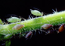 Green aphids {Aphioidea sp.} on a plant stem. UK.