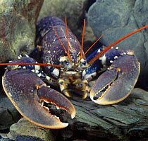European lobster {Homarus gammarus} on rock. Captive, UK.