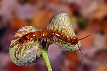 Common / Stone centipede {Lithobius forficatus} on a plant. UK.
